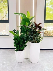 揭秘慈溪植物出租方案，让绿植焕发生机